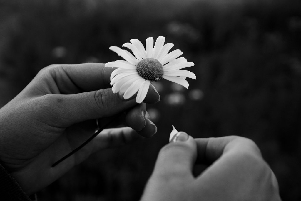 Nos amies les fleurs (Symbolisme) Marguerite